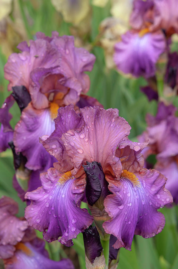 Beauty of Irises - Cranberry Ice #1 Photograph by Jenny Rainbow