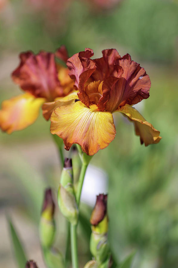Beauty Of Irises. Dancing Rill #1 Photograph by Jenny Rainbow