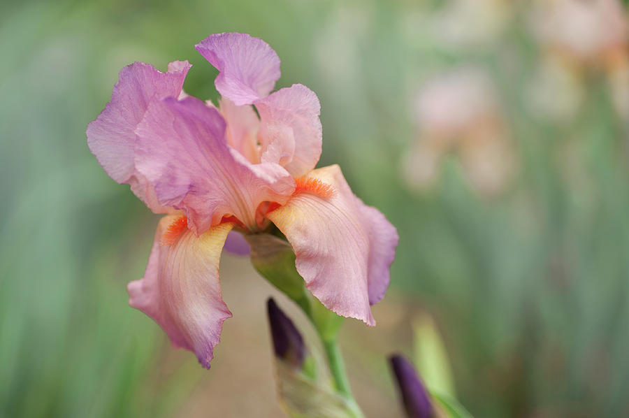 Beauty Of Irises. Dawn Rose #1 Photograph by Jenny Rainbow