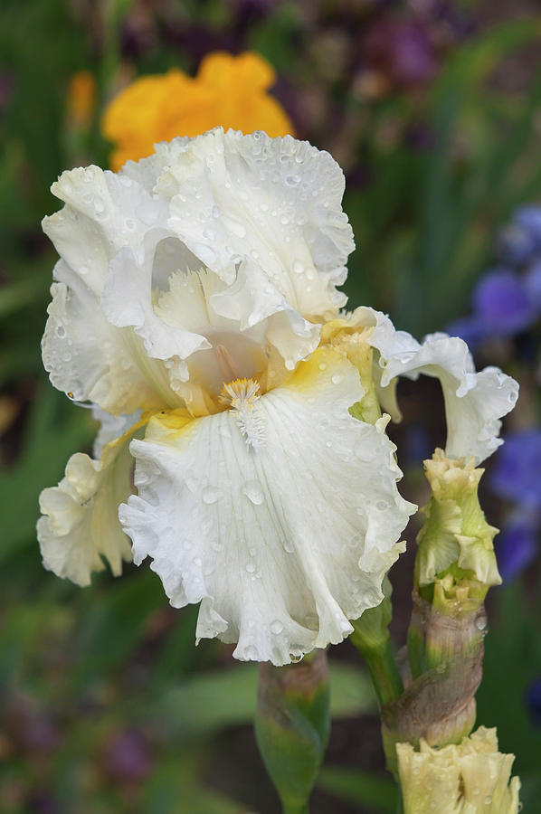 Beauty Of Irises - Devonshire Cream #1 Photograph by Jenny Rainbow