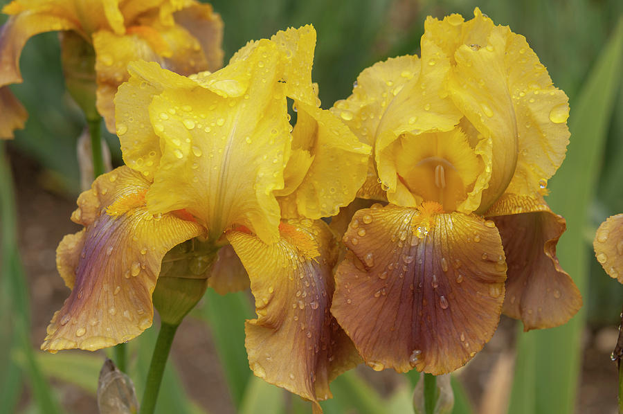 Beauty Of Irises - Gilded Down 1 #1 Photograph by Jenny Rainbow