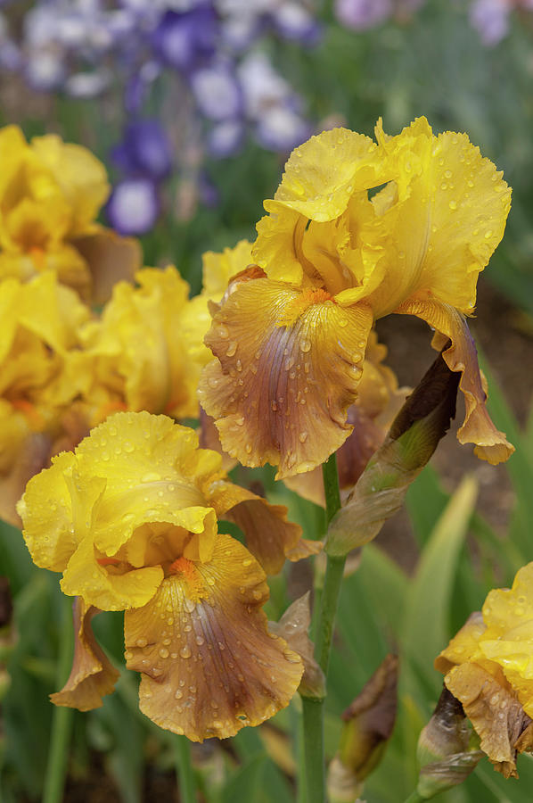 Beauty Of Irises - Gilded Down #1 Photograph by Jenny Rainbow