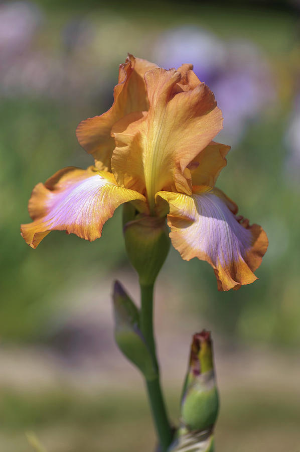 Beauty Of Irises. Ginger Swirl #1 Photograph by Jenny Rainbow