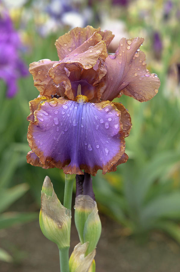 Beauty Of Irises - Gypsy Belle #1 Photograph by Jenny Rainbow