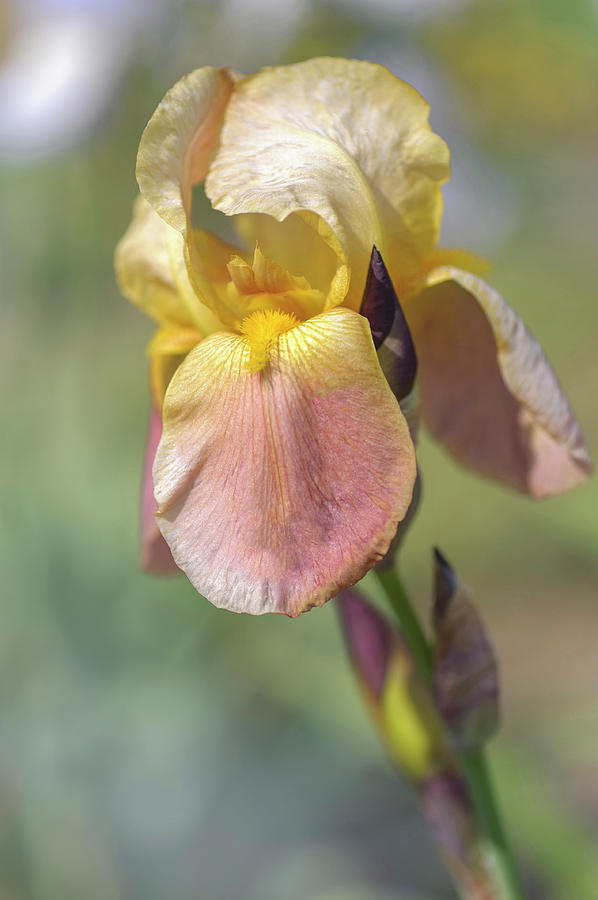 Beauty Of Irises. Hoosier Sunrise 3 #1 Photograph by Jenny Rainbow