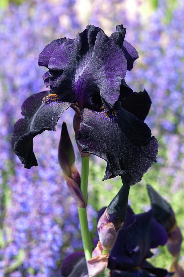 Beauty Of Irises. Interpol #1 Photograph by Jenny Rainbow