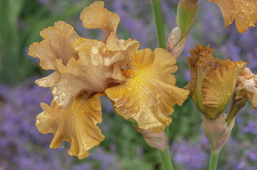 Beauty Of Irises - Into the Wilderness #1 Photograph by Jenny Rainbow
