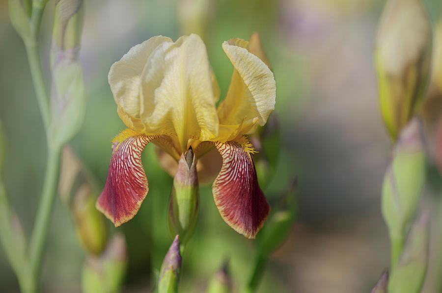 Beauty Of Irises. Iris King #1 Photograph by Jenny Rainbow