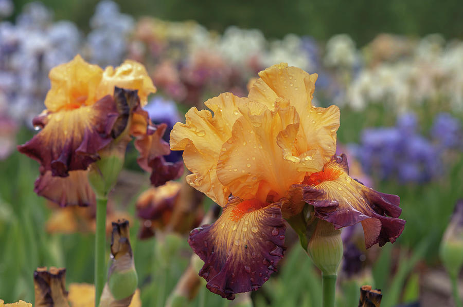 Beauty Of Irises - Jazz Band 1 #1 Photograph by Jenny Rainbow