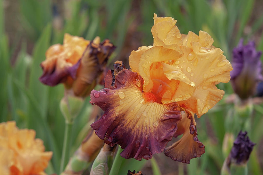 Beauty Of Irises - Jazz Band #1 Photograph by Jenny Rainbow