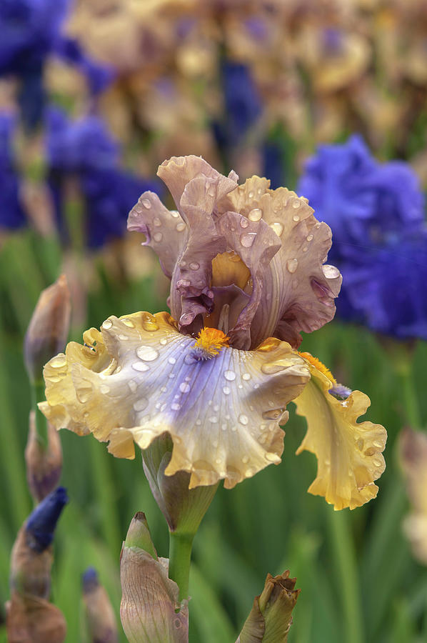 Beauty Of Irises - Karibik #1 Photograph by Jenny Rainbow