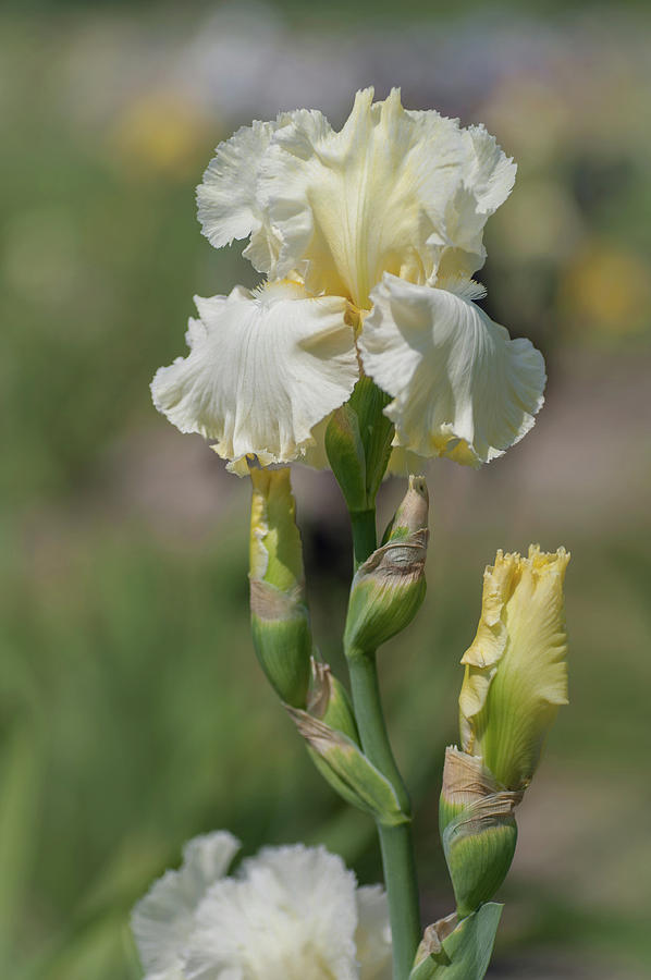 Beauty Of Irises. Lemon Fire 1 #1 Photograph by Jenny Rainbow