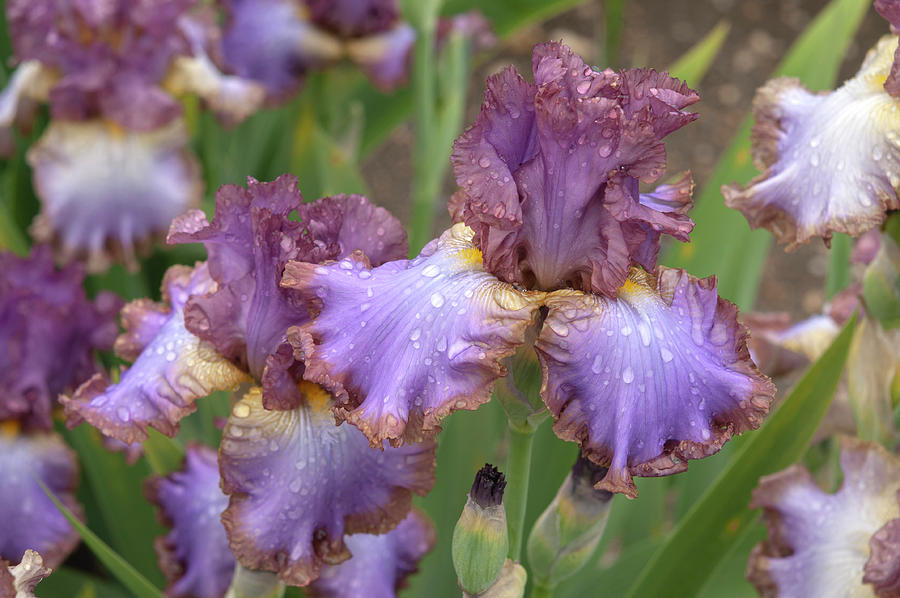 Beauty Of Irises - Louise Watts #1 Photograph by Jenny Rainbow