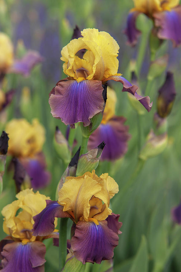 Beauty Of Irises - Milestone #2 Photograph by Jenny Rainbow