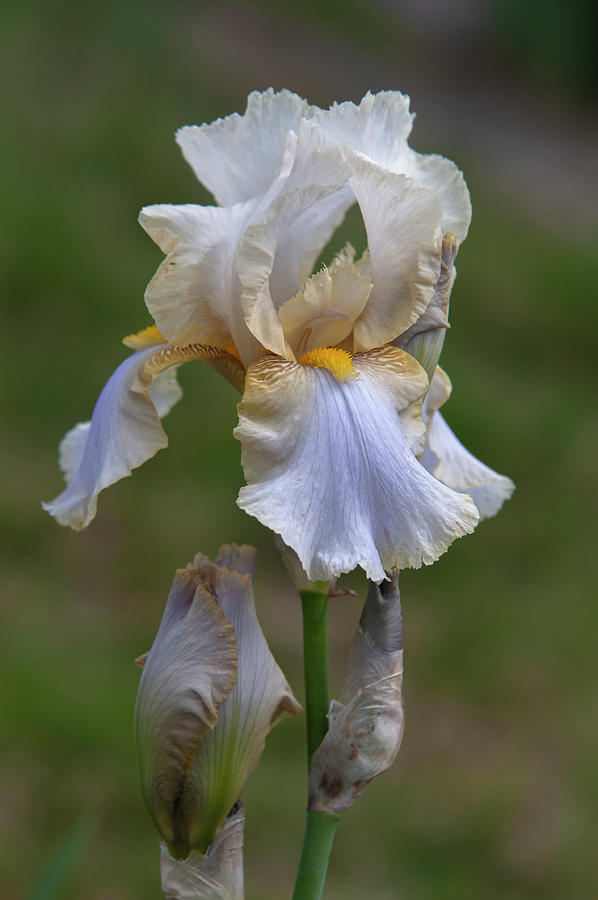 Beauty Of Irises - Omas Sommerkleid #1 Photograph by Jenny Rainbow