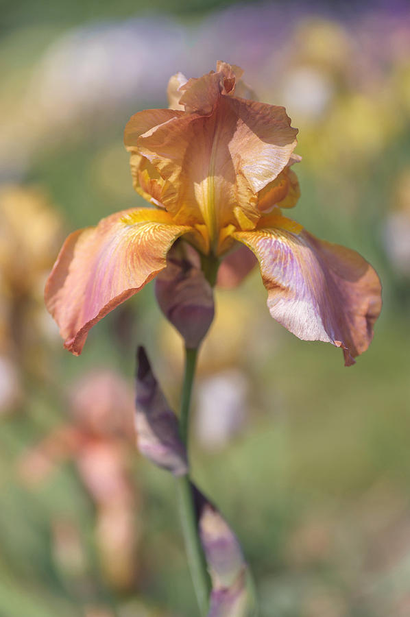 Beauty Of Irises. Placer Maid #1 Photograph by Jenny Rainbow