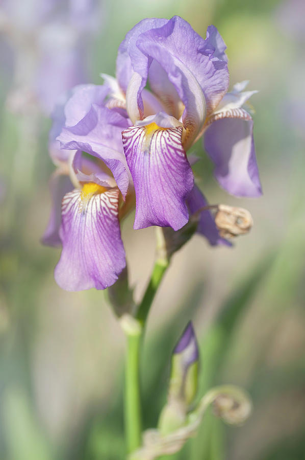 Beauty Of Irises. Queen of May 1 #1 Photograph by Jenny Rainbow
