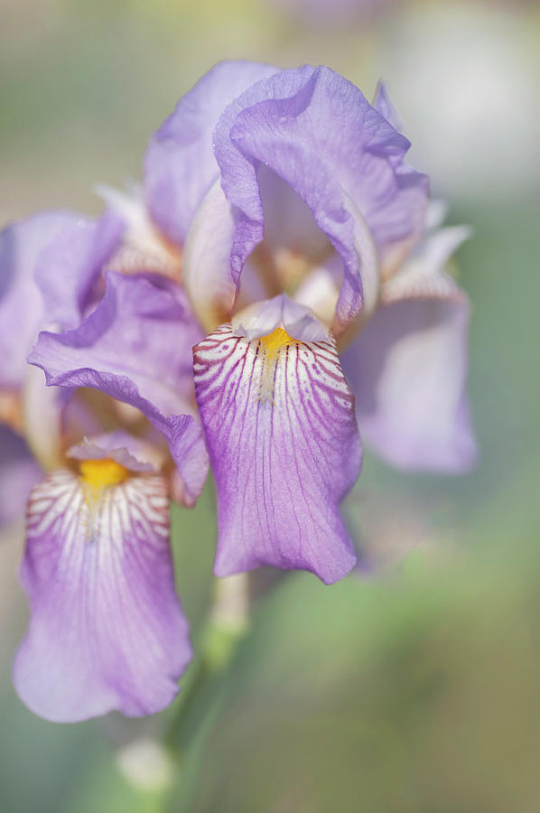 Beauty Of Irises. Queen of May #1 Photograph by Jenny Rainbow