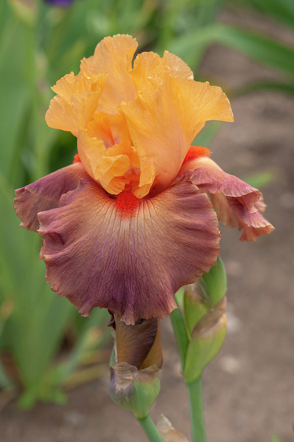 Beauty Of Irises - Rio #1 Photograph by Jenny Rainbow