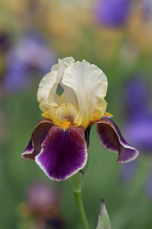 Beauty Of Irises. Shah Jehan #1 Photograph by Jenny Rainbow