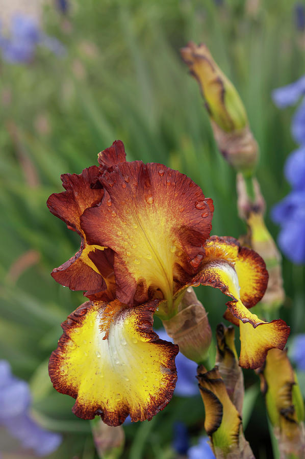 Beauty Of Irises - Showcase 1 #1 Photograph by Jenny Rainbow