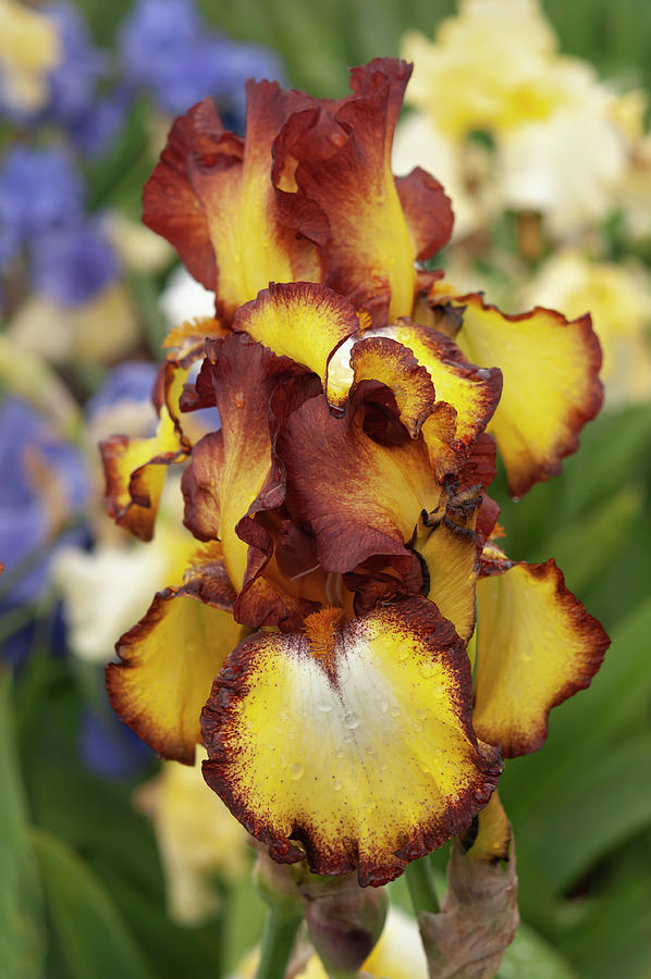 Beauty Of Irises - Showcase #1 Photograph by Jenny Rainbow