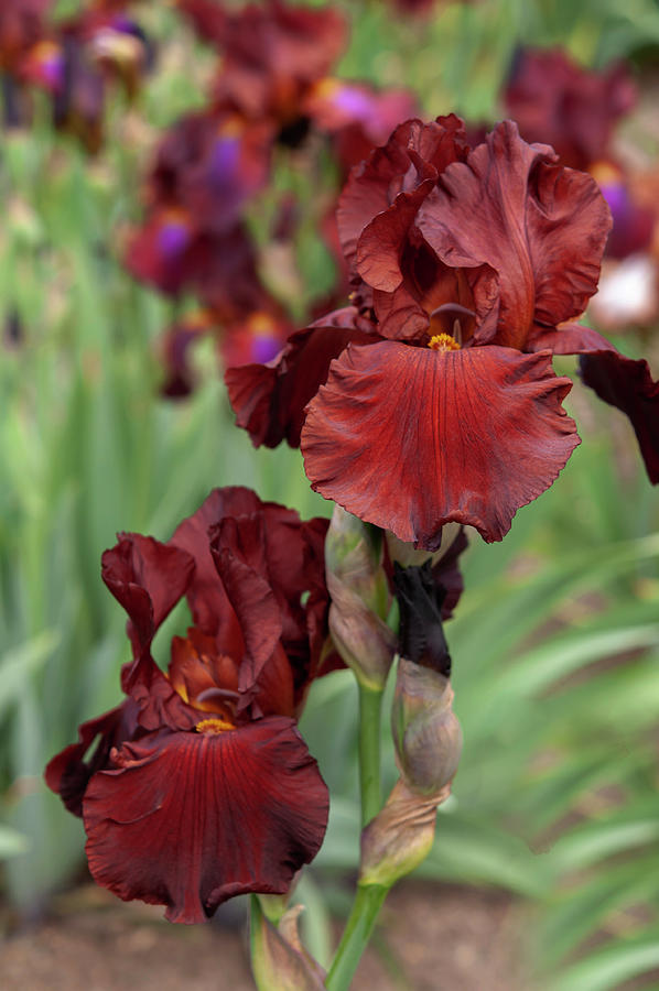 Beauty Of Irises - Spartan #1 Photograph by Jenny Rainbow