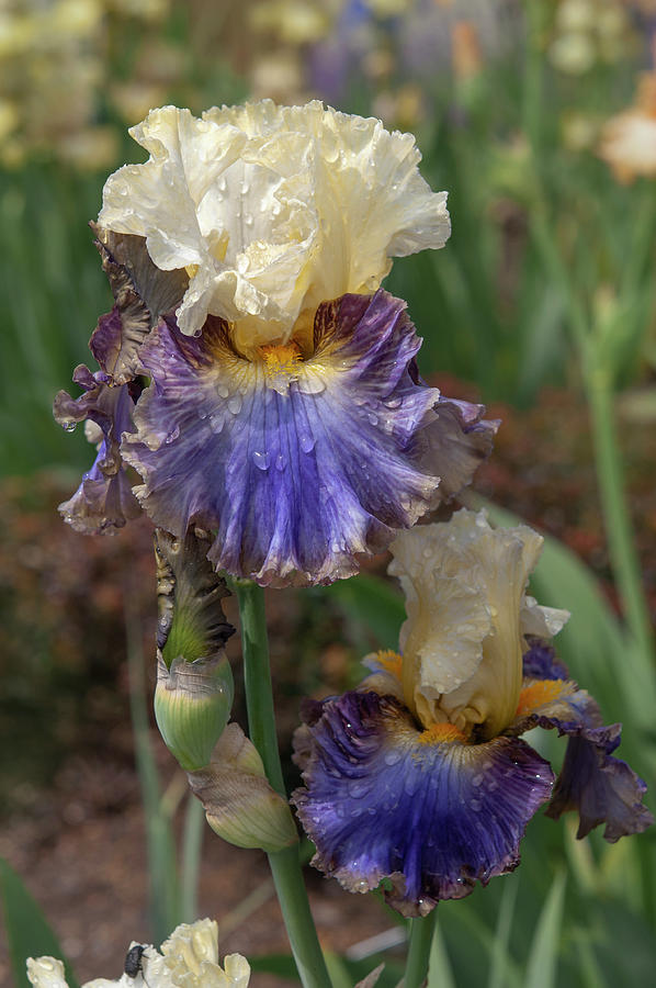 Beauty Of Irises - Style Traveller 1 #1 Photograph by Jenny Rainbow