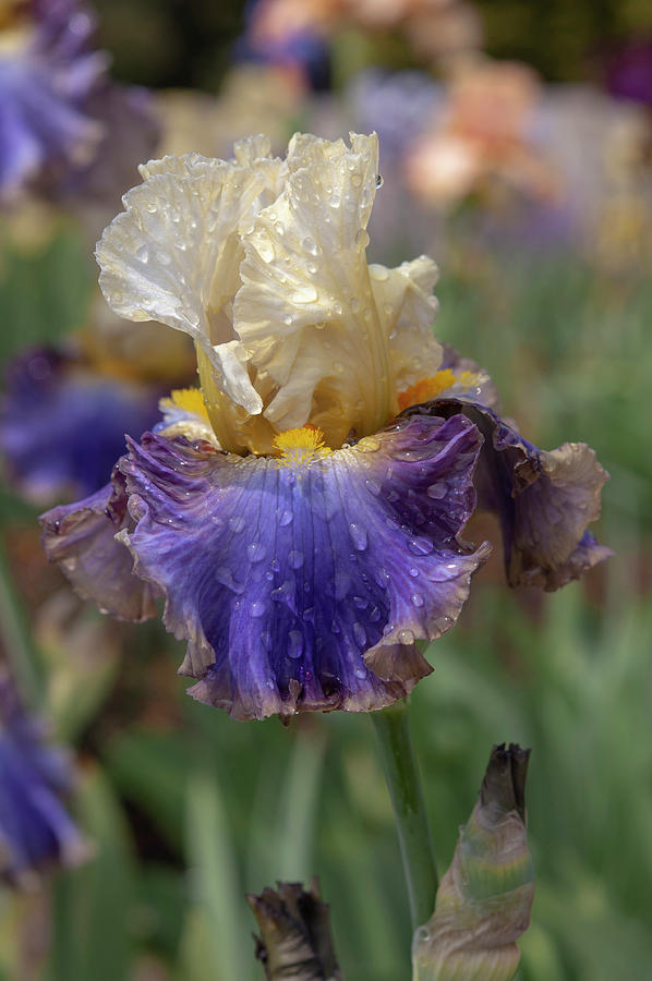 Beauty Of Irises - Style Traveller 2 #1 Photograph by Jenny Rainbow