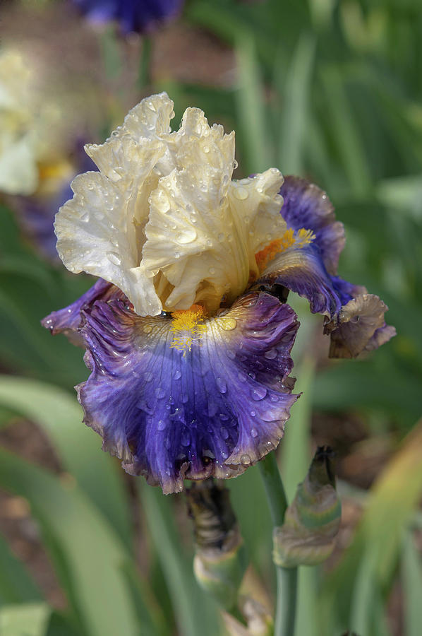 Beauty Of Irises - Style Traveller #1 Photograph by Jenny Rainbow