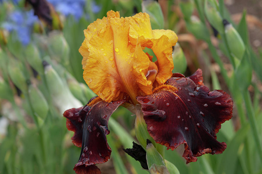 Beauty Of Irises - Supreme Sultan 1 #1 Photograph by Jenny Rainbow