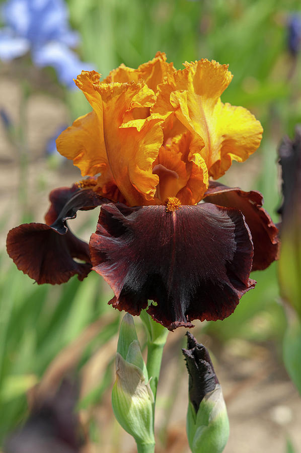 Beauty Of Irises - Supreme Sultan 2 #1 Photograph by Jenny Rainbow
