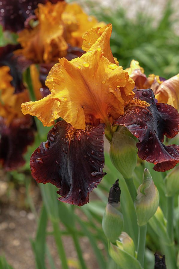 Beauty Of Irises - Supreme Sultan #1 Photograph by Jenny Rainbow