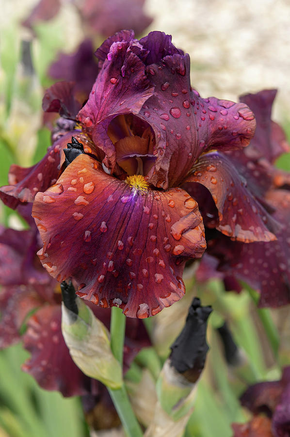 Beauty Of Irises - Velvet Flame #1 Photograph by Jenny Rainbow
