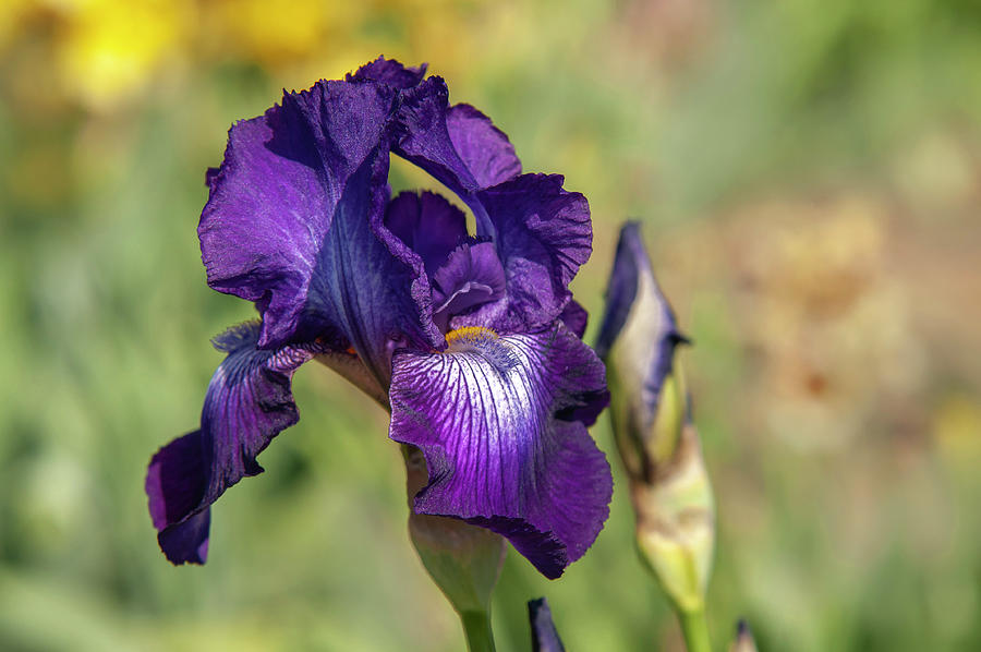Beauty of Irises. Winners Circle 3 #1 Photograph by Jenny Rainbow