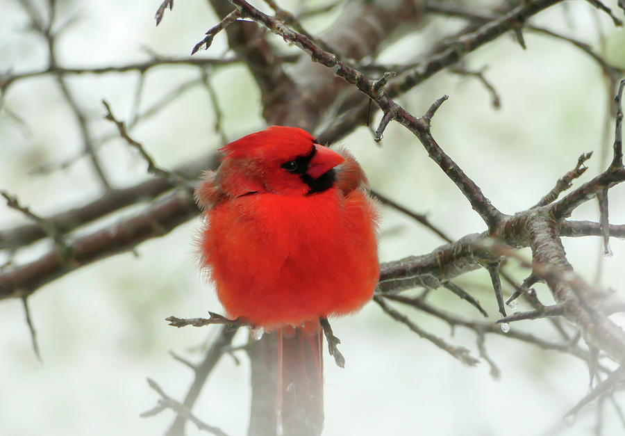 Beauty of the Male Cardinal #1 Photograph by Sandra Js