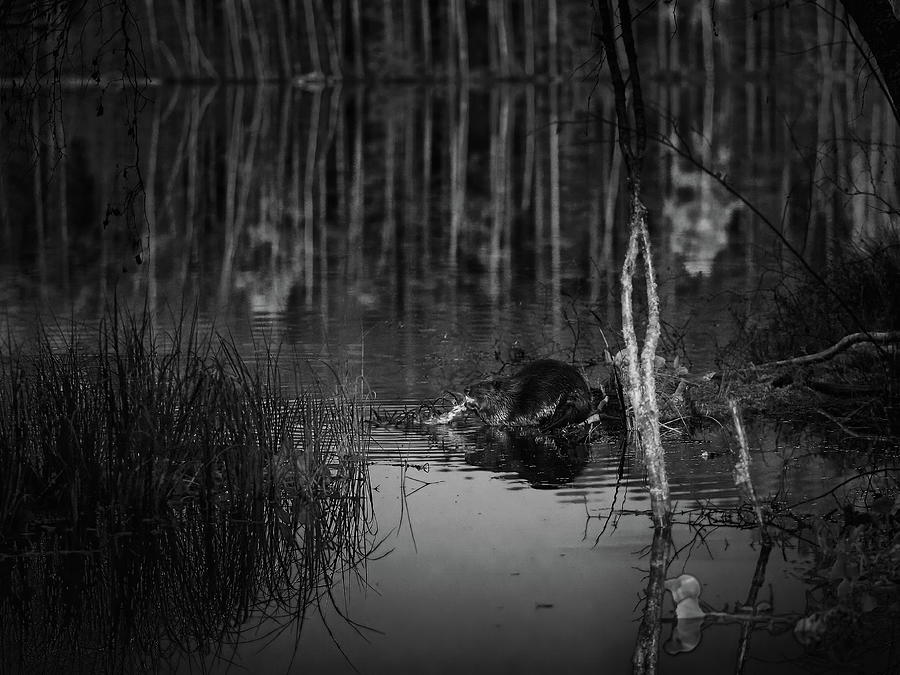 Beaver nightshot bw Photograph by Jouko Lehto