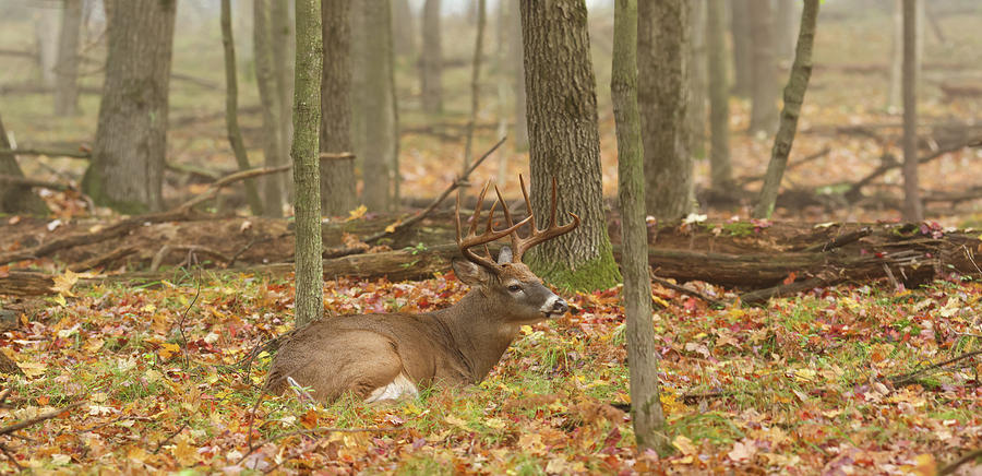 Bedded Buck PANO #1 Photograph by Brook Burling