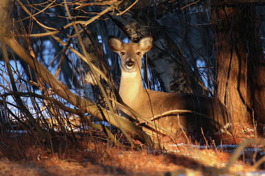 Bedded Doe #1 Photograph by Brook Burling