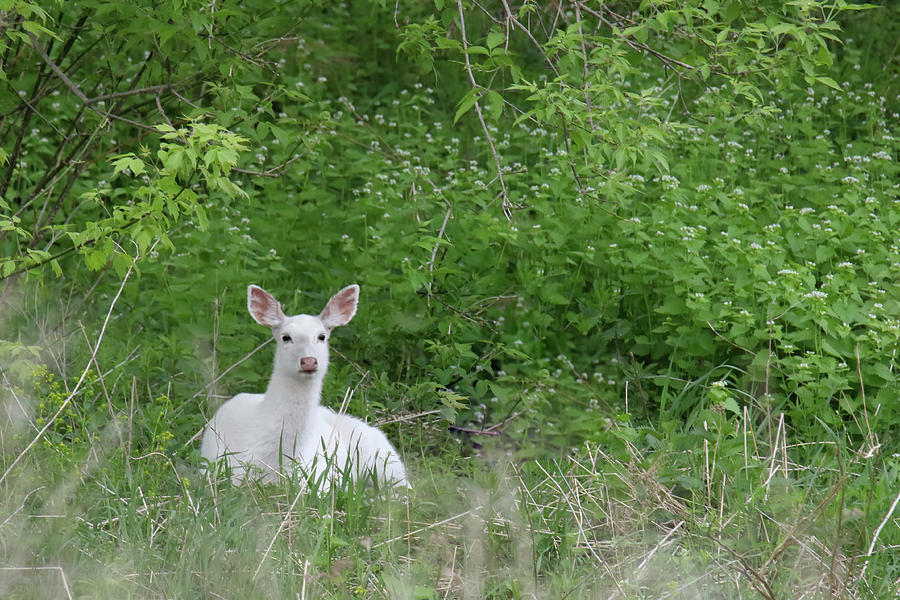 Bedded White Doe #1 Photograph by Brook Burling