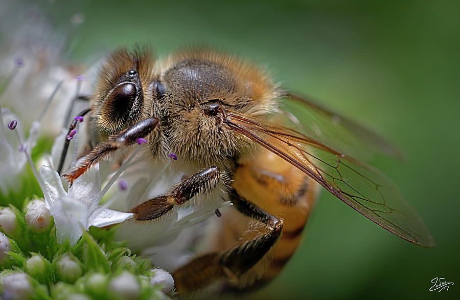 Bee 2 Photograph by Endre Balogh