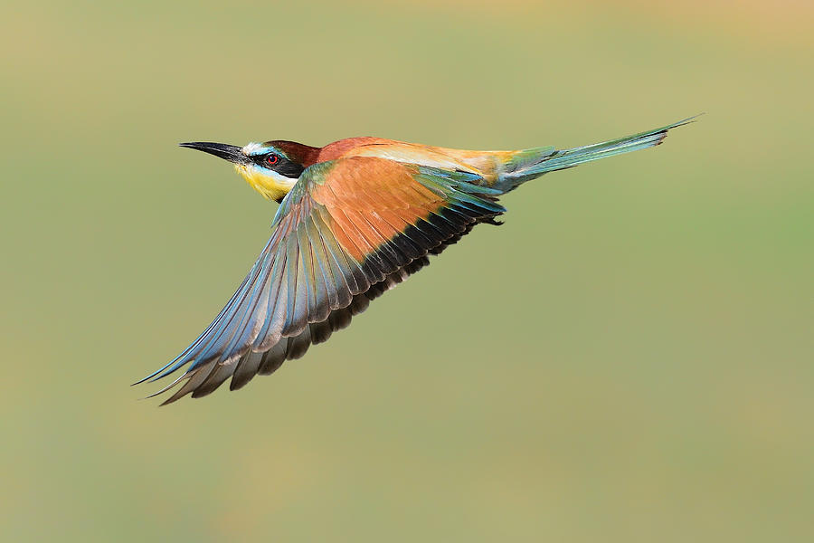Bee-eater in flight #1 Photograph by Edoardogobattoni.net