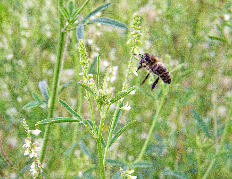 Bee in Flight #1 Photograph by David Morehead