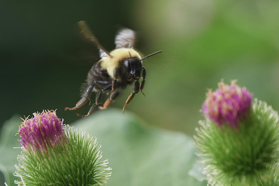 Bee in flight #1 Photograph by Paul Freidlund