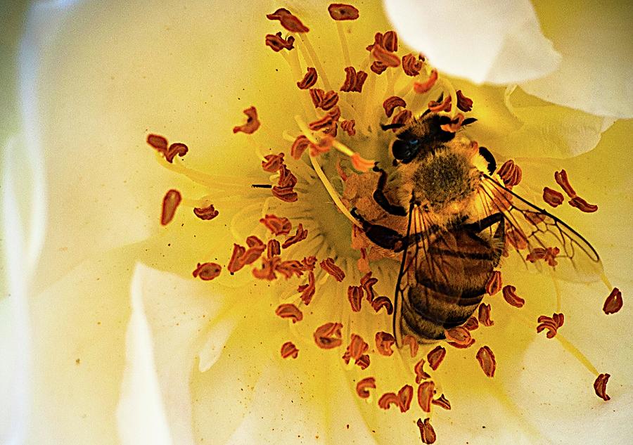 Bee in Rose #1 Photograph by Neal Ortenberg