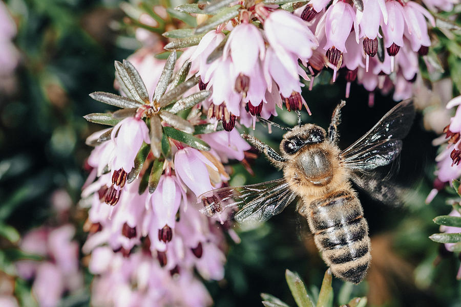 Bee on a Flower Photograph by Benoit Bruchez