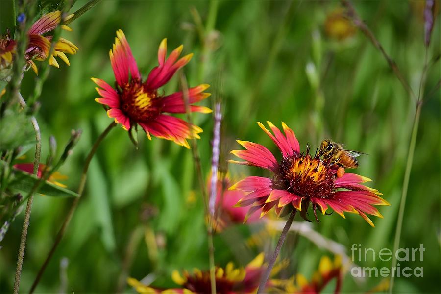 Bee On An Indian Blanket Photograph