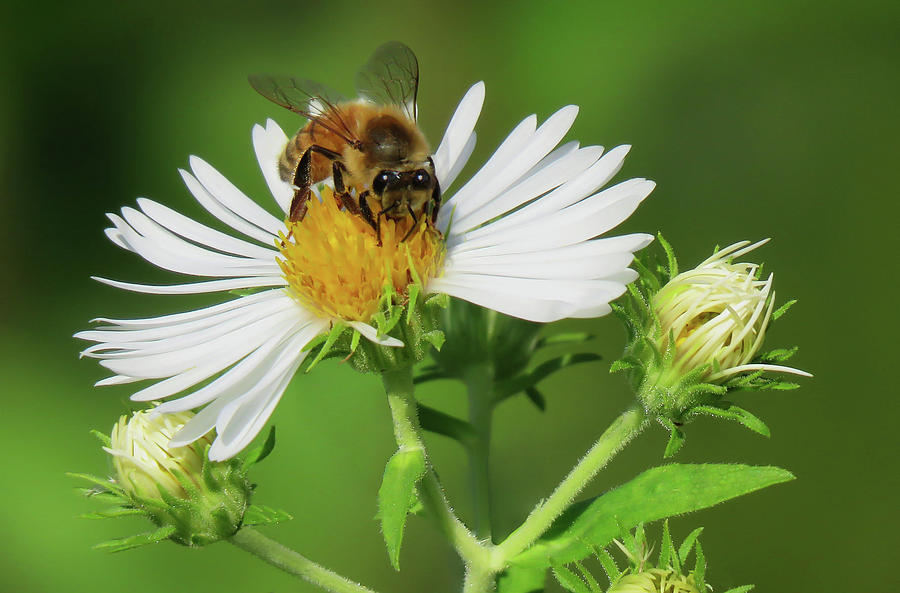 Bee On Daisy Two Photograph by Rebecca Grzenda