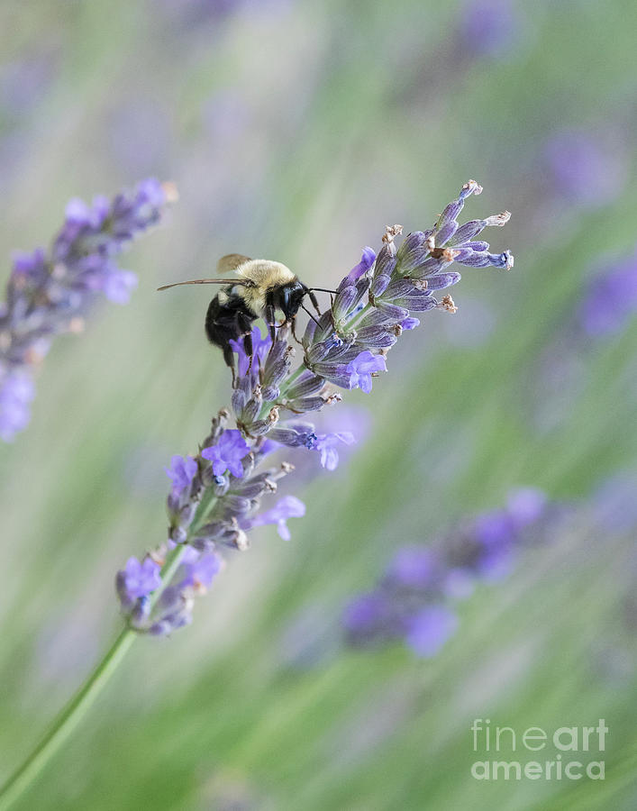 Bee on Lavender II #1 Photograph by Lorraine Cosgrove