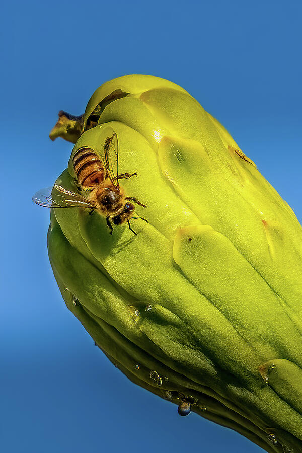 Spring Photograph - Bee on Saguaro Bud by Laura Epstein